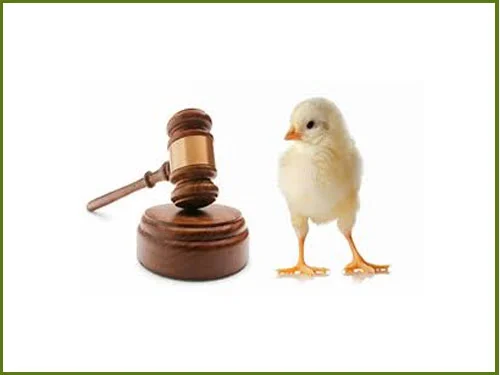 legal-services-border.jpg
