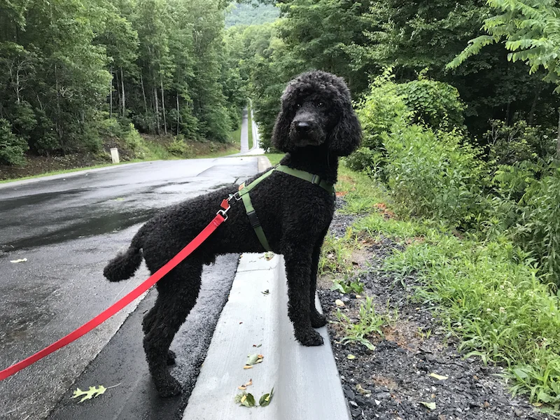 Dear “Normal Dog” Owners…