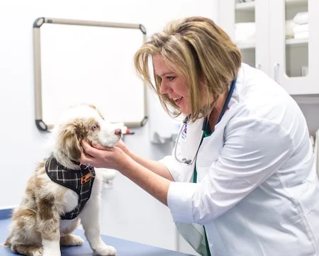 Dr. Amy Pike DVM, DACVB