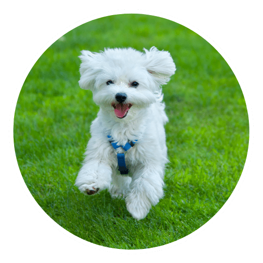 dog-behaviorist-asheville-nc.png