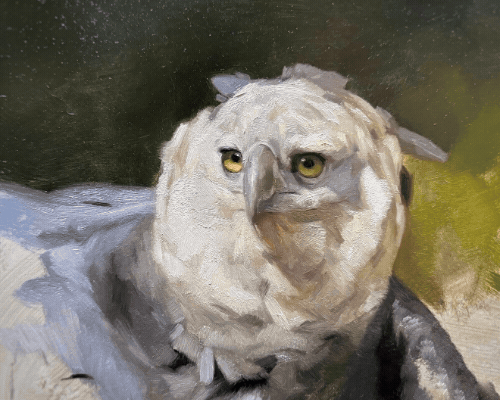 A bird with the body of an owl and the face of a hawk, sitting on a branch