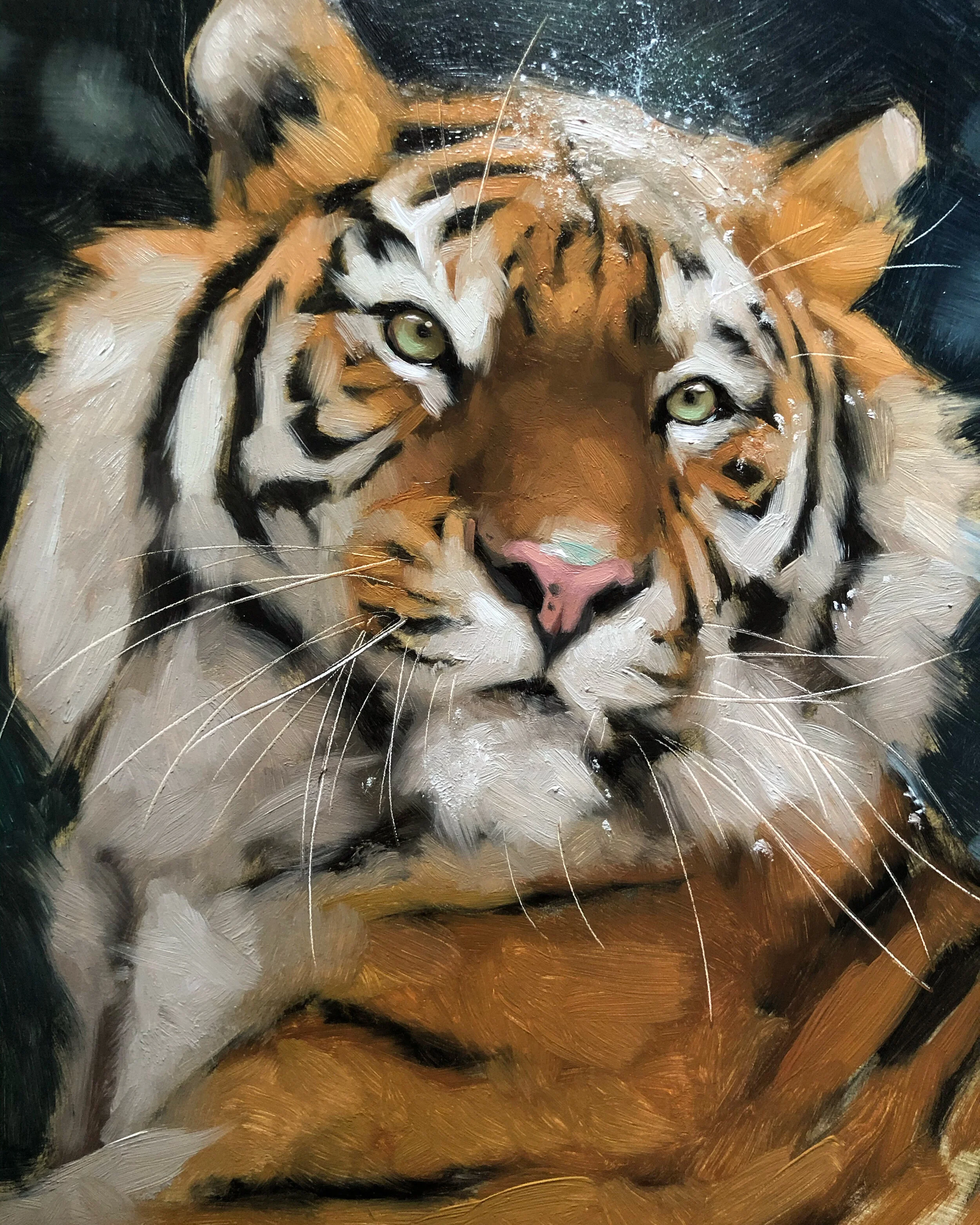 Tiger in the Snow - Study No. 5