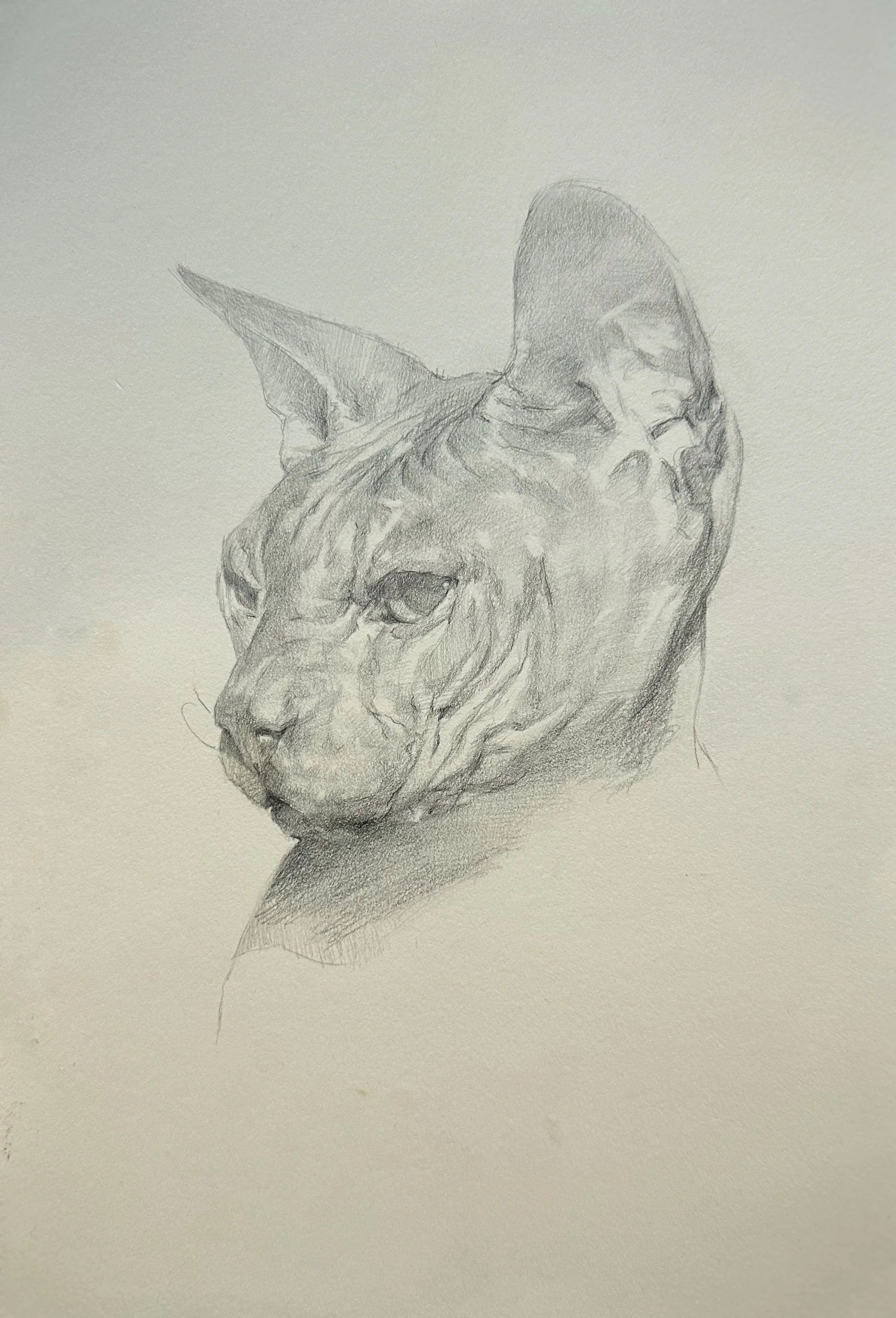 Cat Eyes and Crows Feet