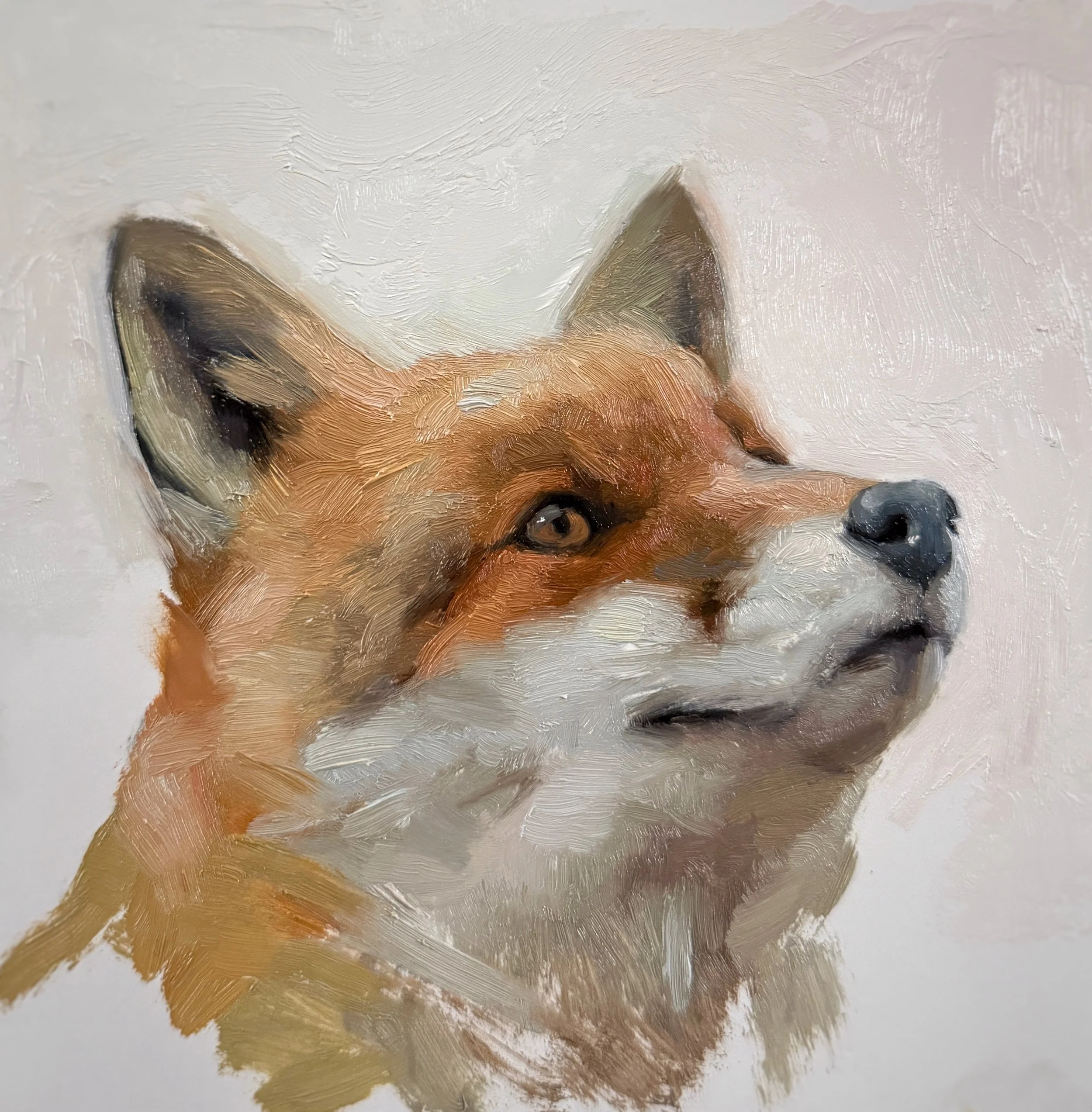 Fox in Snow