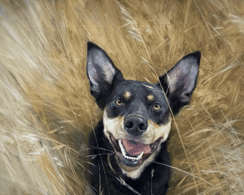 Happy dog with large ears and a smile, surrounded by tall, golden grasses.