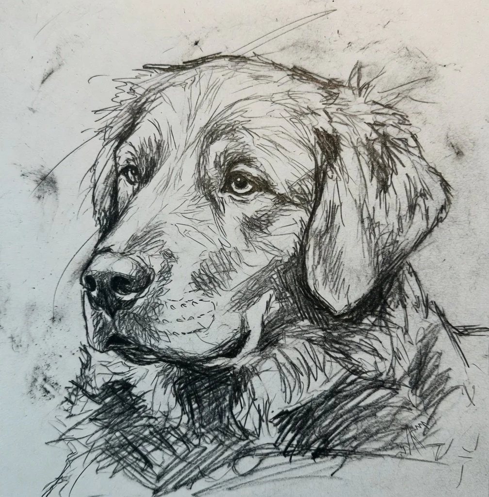Sketch of a dog with floppy ears, looking to the side, drawn with loose, expressive lines.