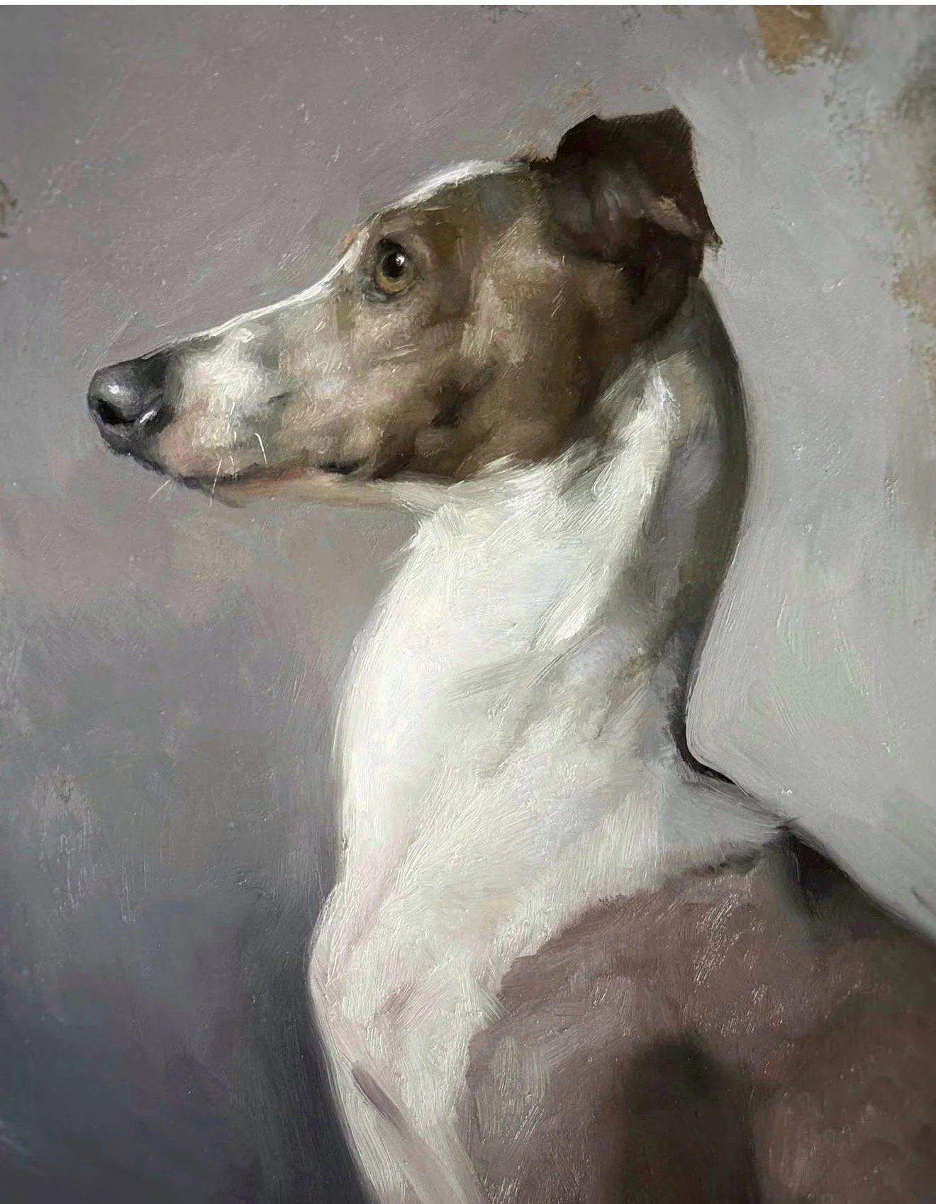 A realistic painting of a dog, possibly a Greyhound or similar breed, with a white and brown coat, sitting sideways with its head turned to look back over its shoulder, on a gray background.