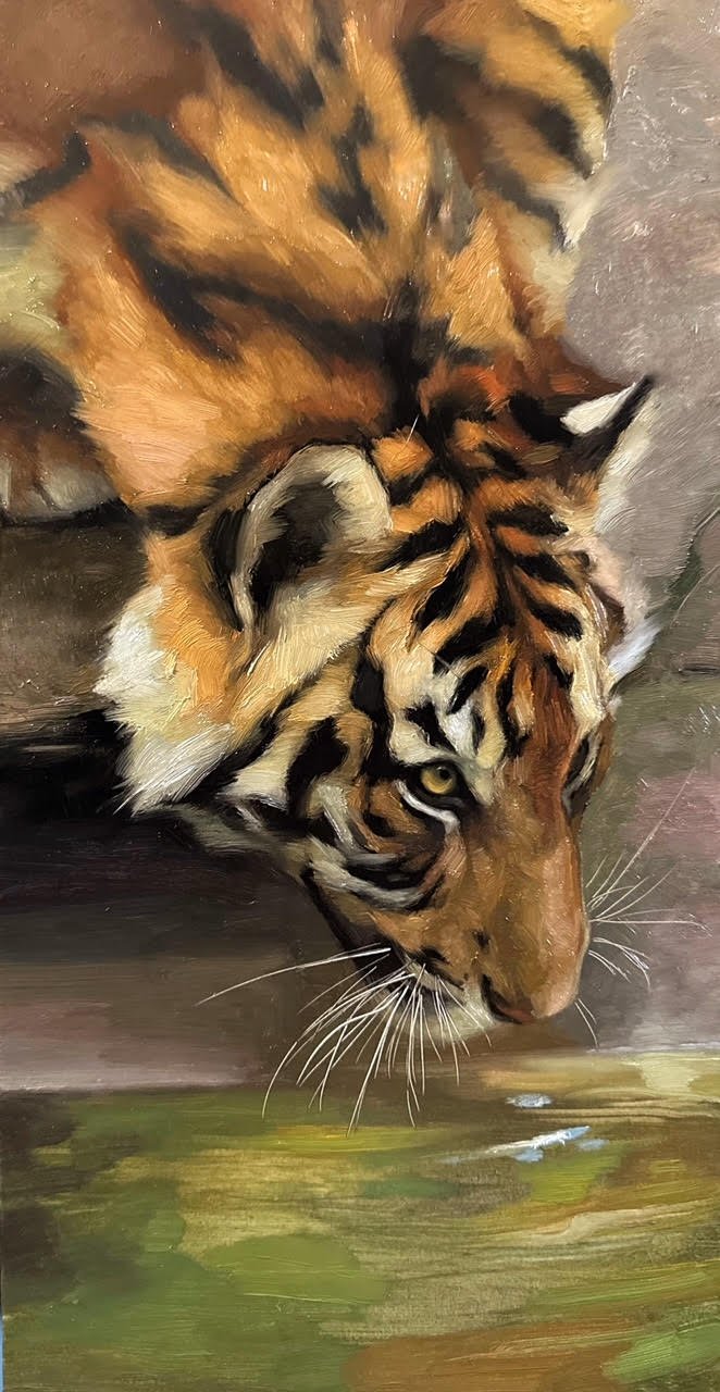 A close-up of a tiger drinking water from a pond, showing the tiger's face and upper body with detailed orange, black, and white fur.