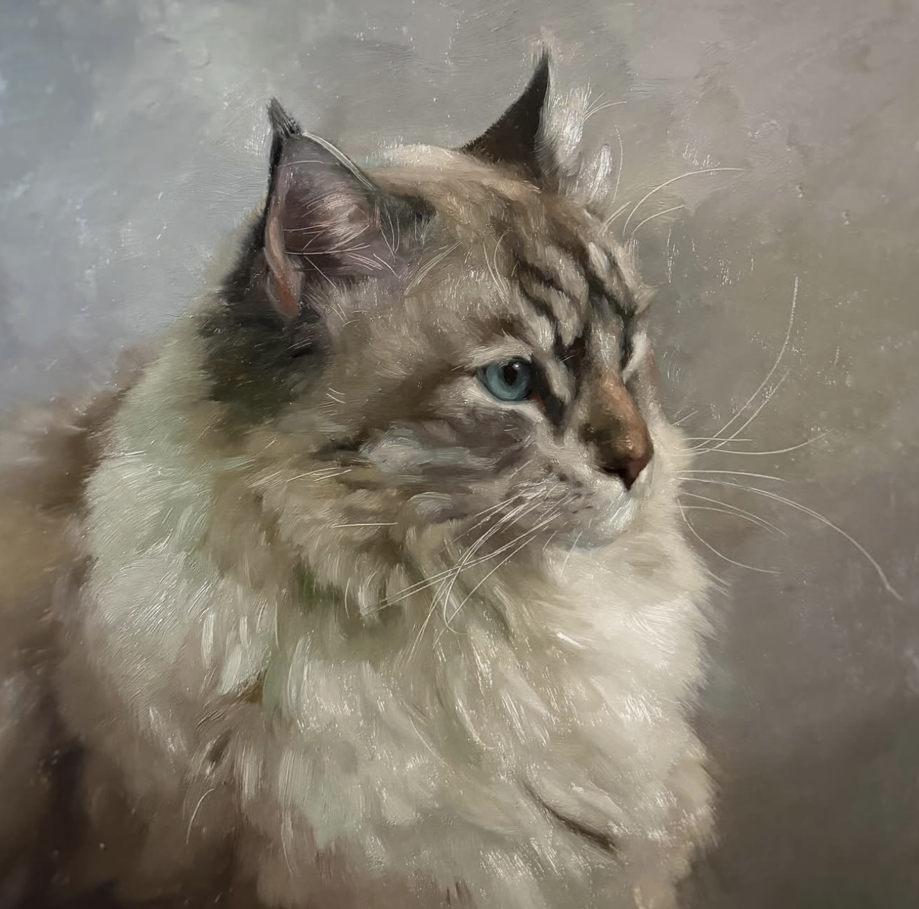 A fluffy long-haired cat with blue eyes, sitting in water or standing against a wet, gray surface, looking to the right.