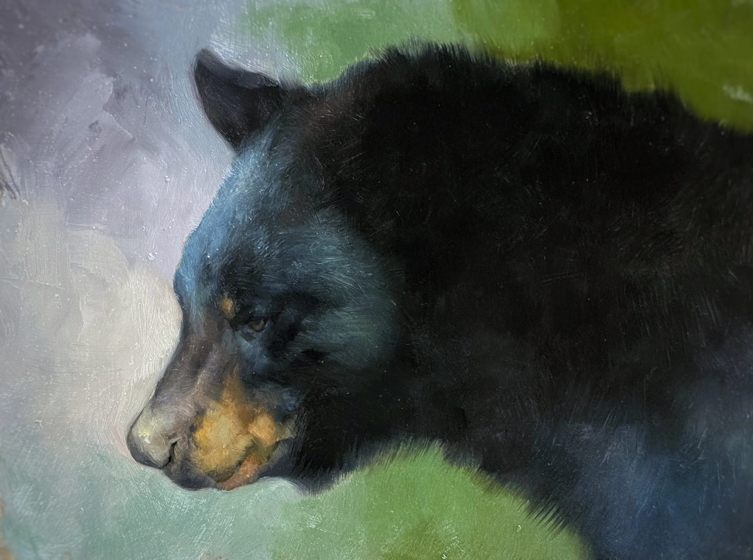 Black Bear