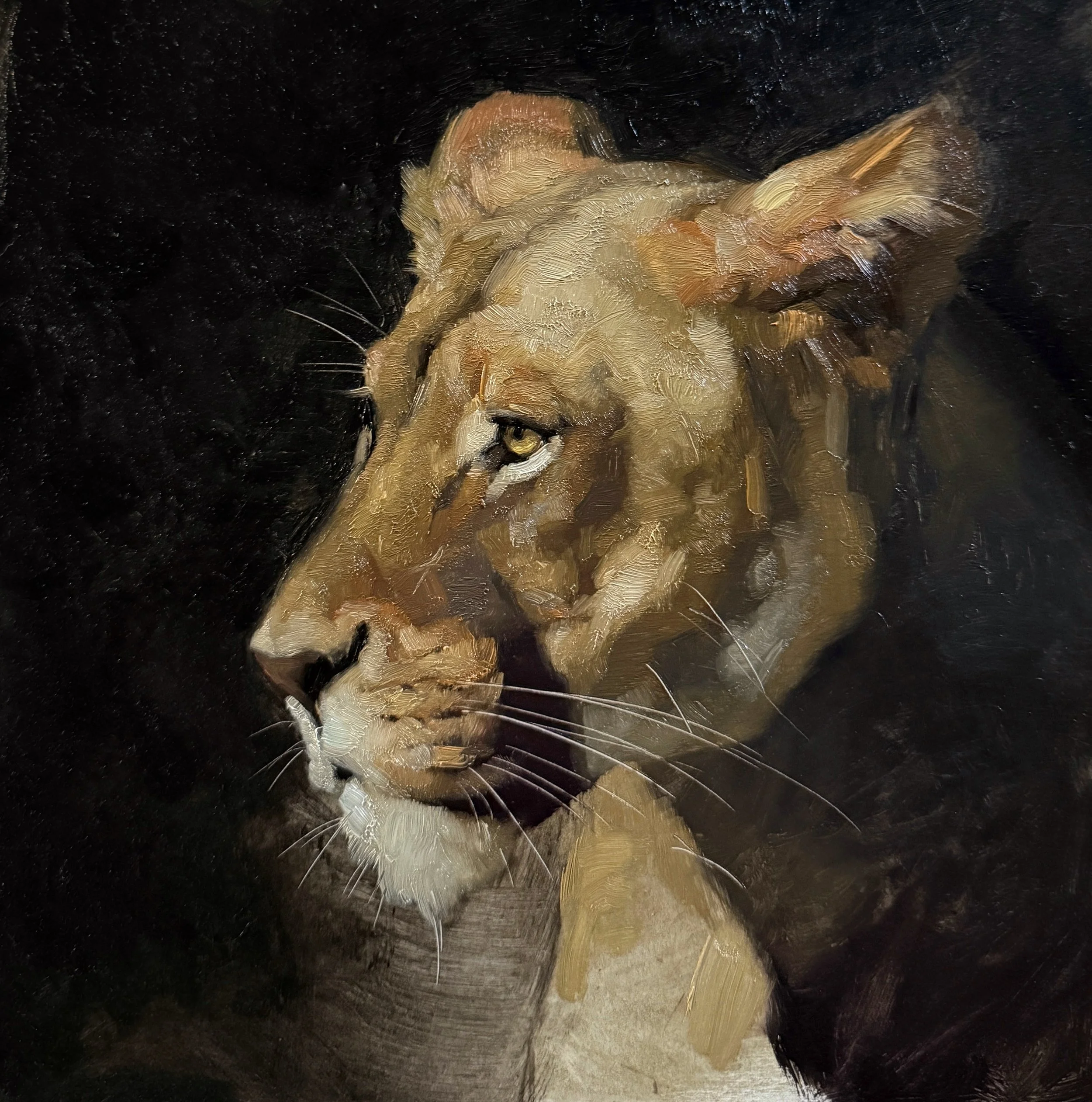 Lioness