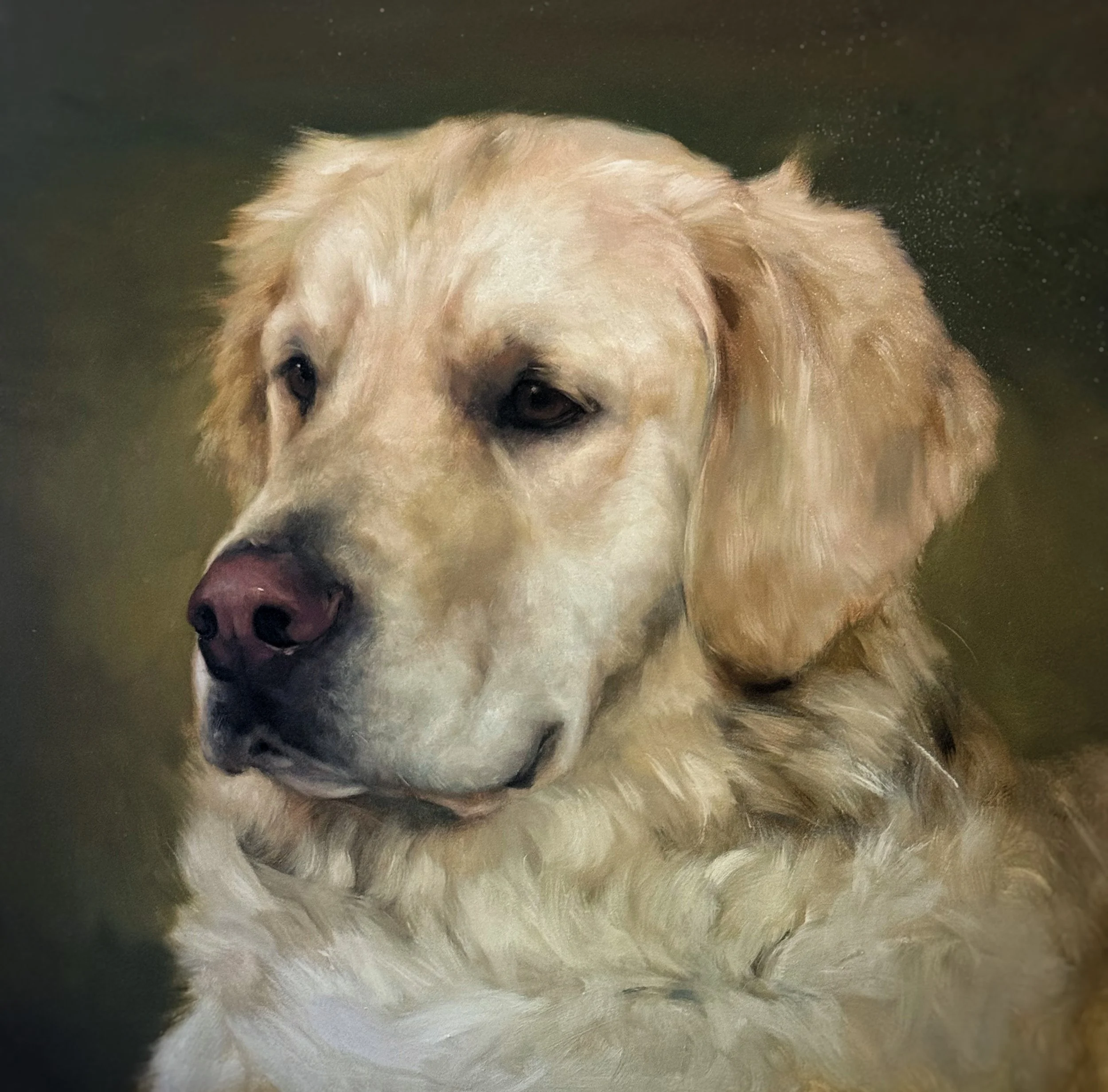 Close-up of a golden retriever dog with wet fur, looking directly at the camera.