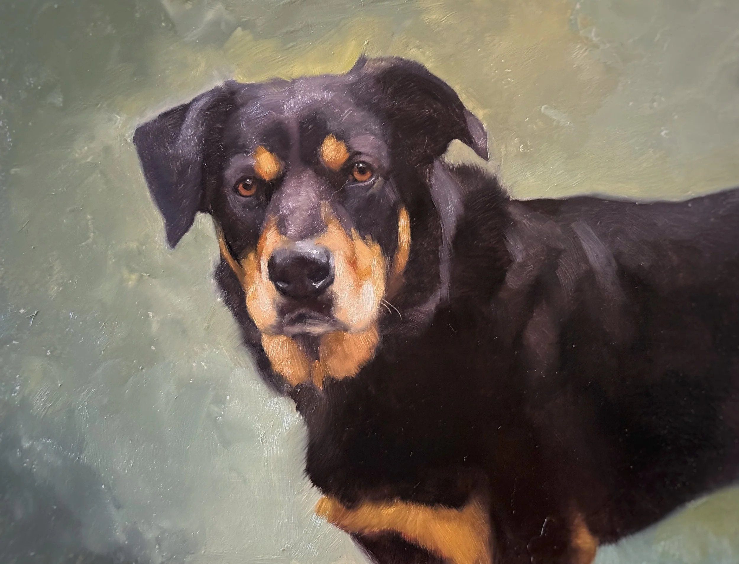 A black and brown dog with light brown eyebrows and chest, looking at the camera while standing in water.
