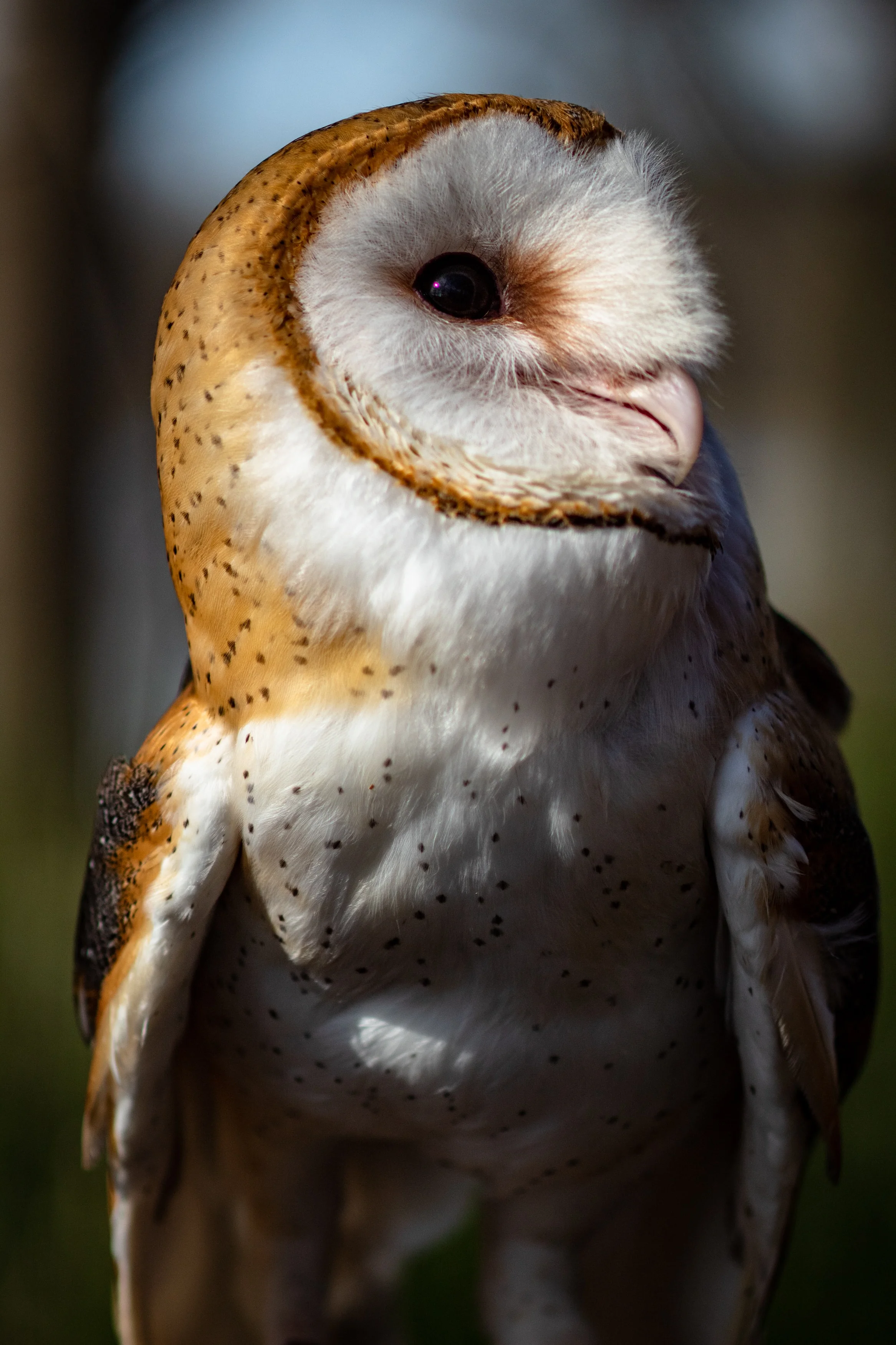 Barn Owl Jamaican Petrel