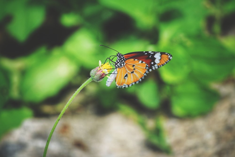 Queen butterfly by Himesh Kumar