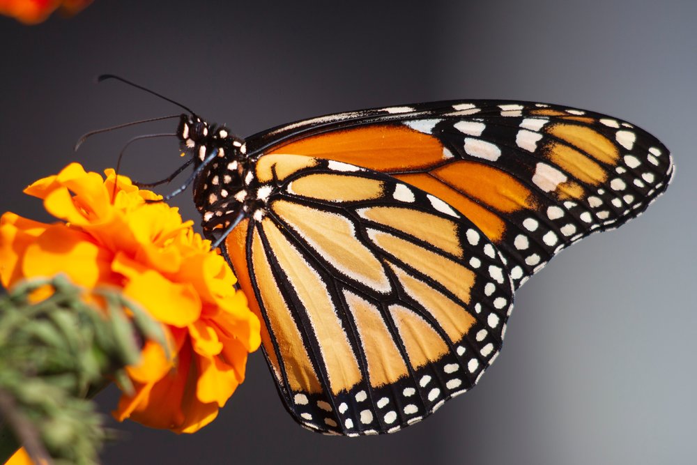 Monarch butterfly by Kathy Servian