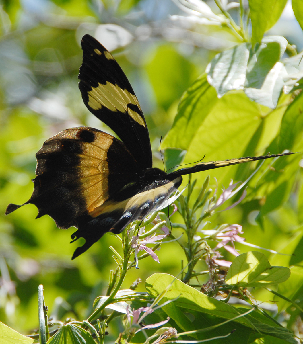 Homerus Swallowtail / Caribbean Wildlife Publications