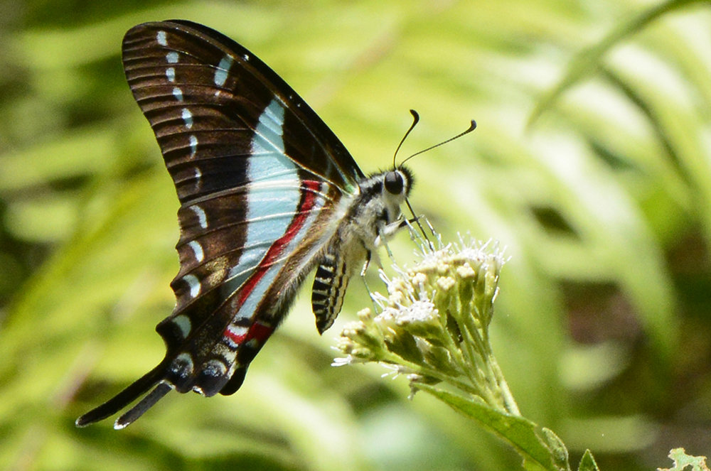 Blue Swallowtail/ Caribbean Wildlife Publications
