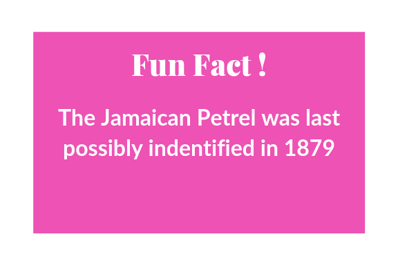 Fun Facts (4).png