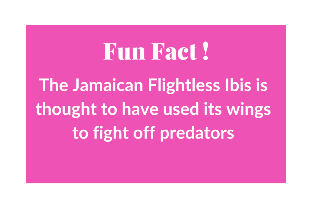 Fun Facts (10).png