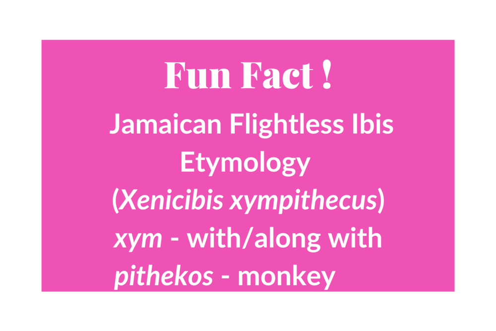 Fun Facts (11).png
