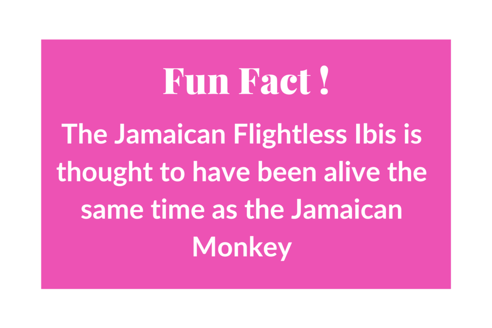 Fun Facts (9).png