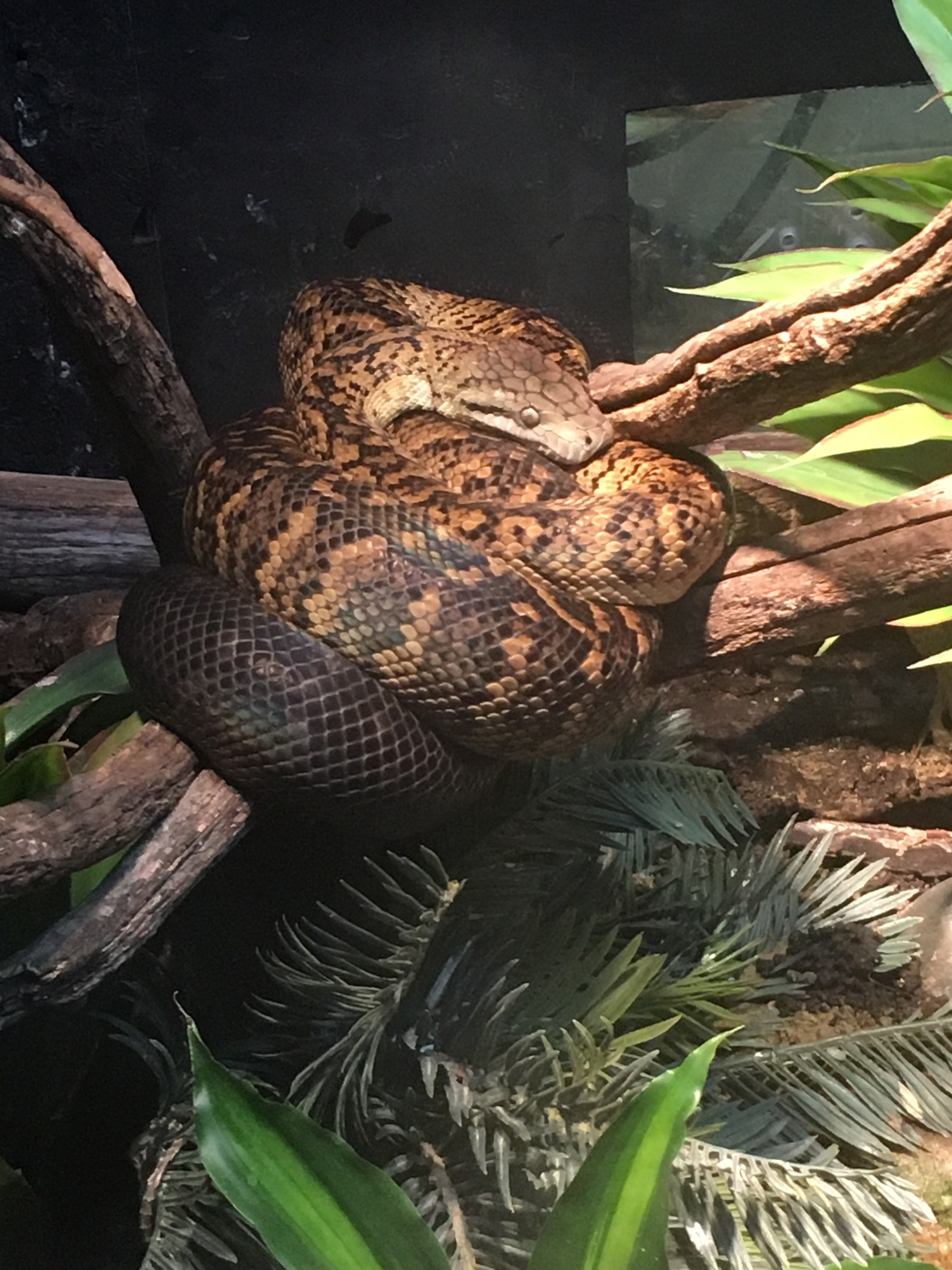 Jamaican Boa/ Halotran