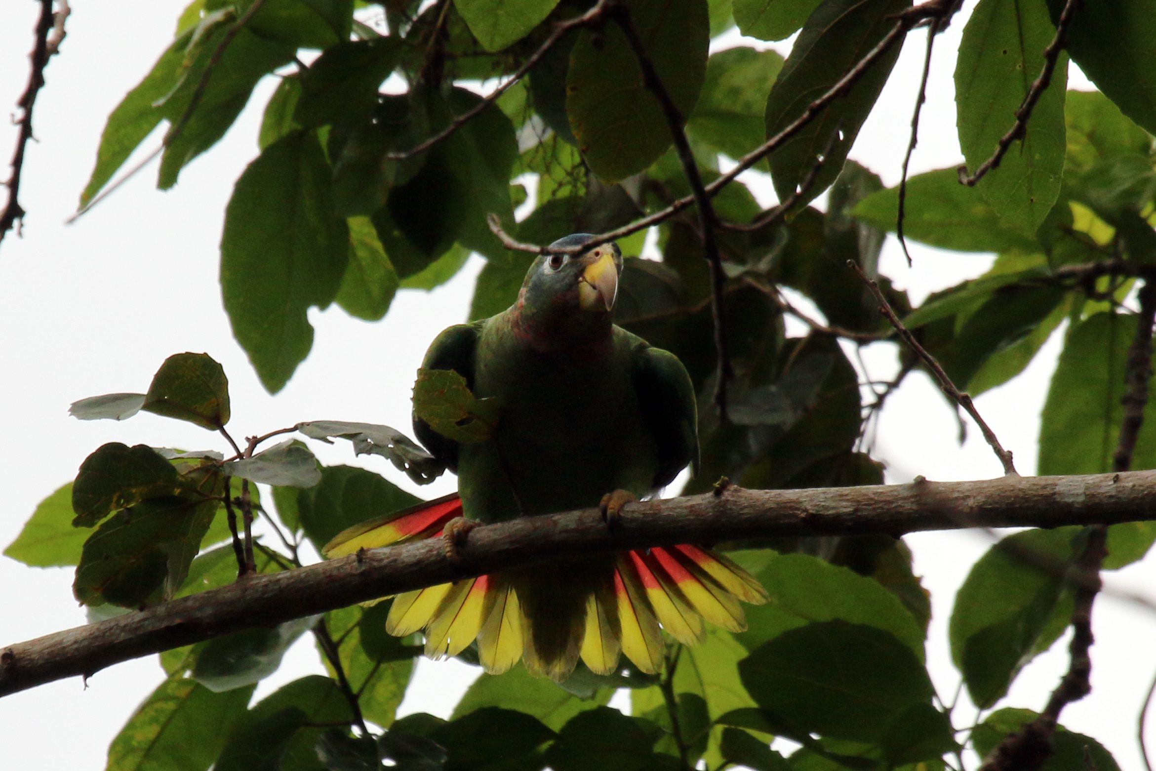 Yellow -billed Parrot/ Charles J. Sharp