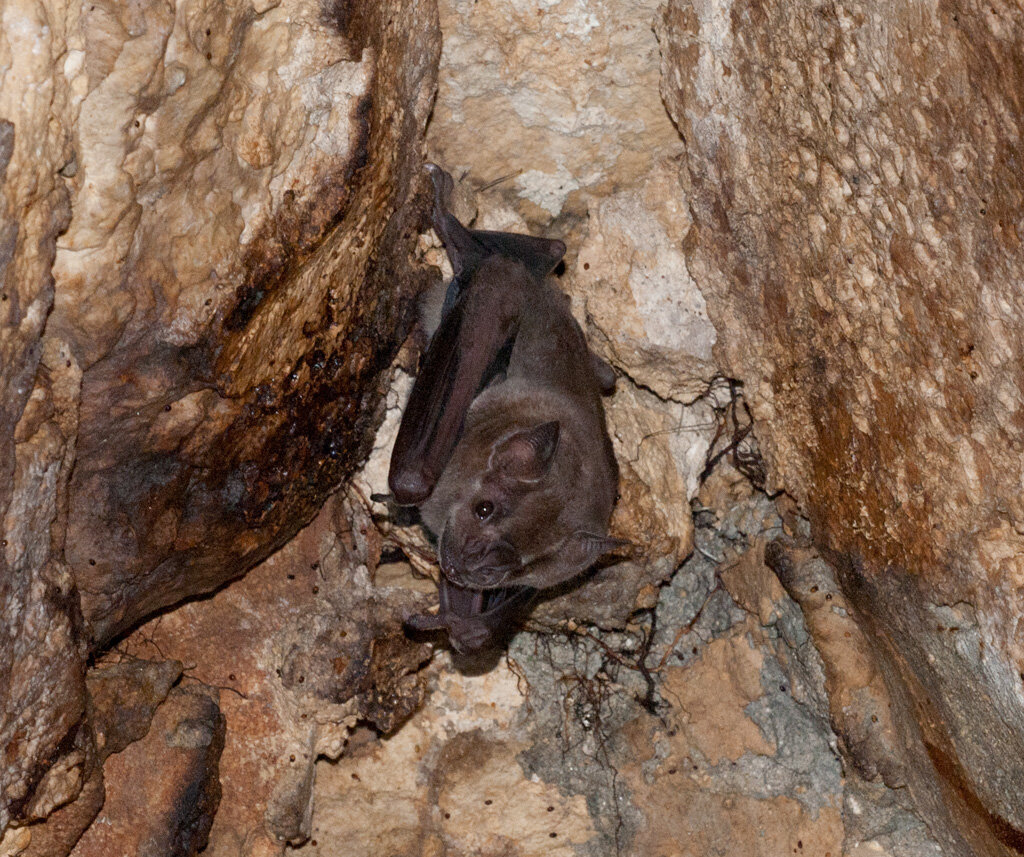 Jamaican Fruit-Eating Bat