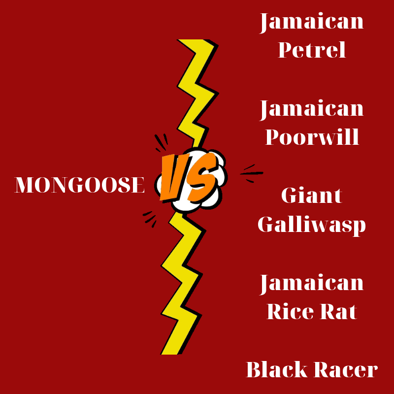 mongoose vs endemic species.gif