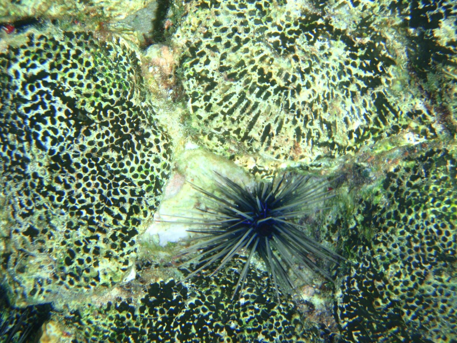 Sea Urchin on Coral Reef/ Jeffrey Edmundson