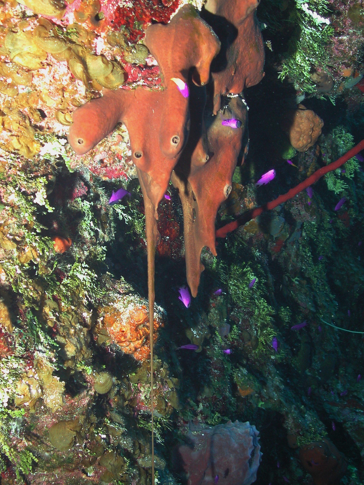 Liver Sponge on Coral Reef/ NOAA