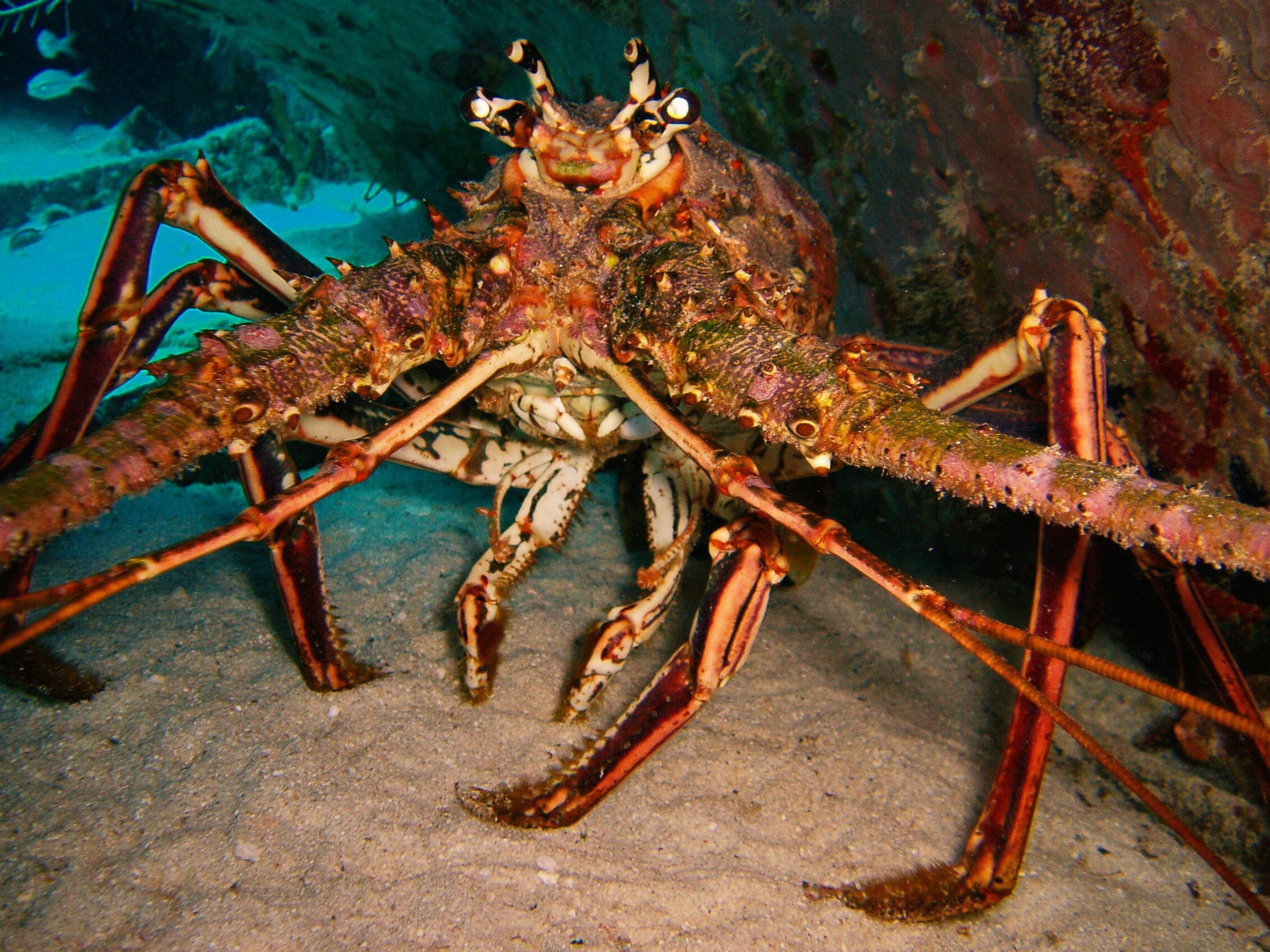 Caribbean Spiny Lobster/ Beck A. Dayhuff