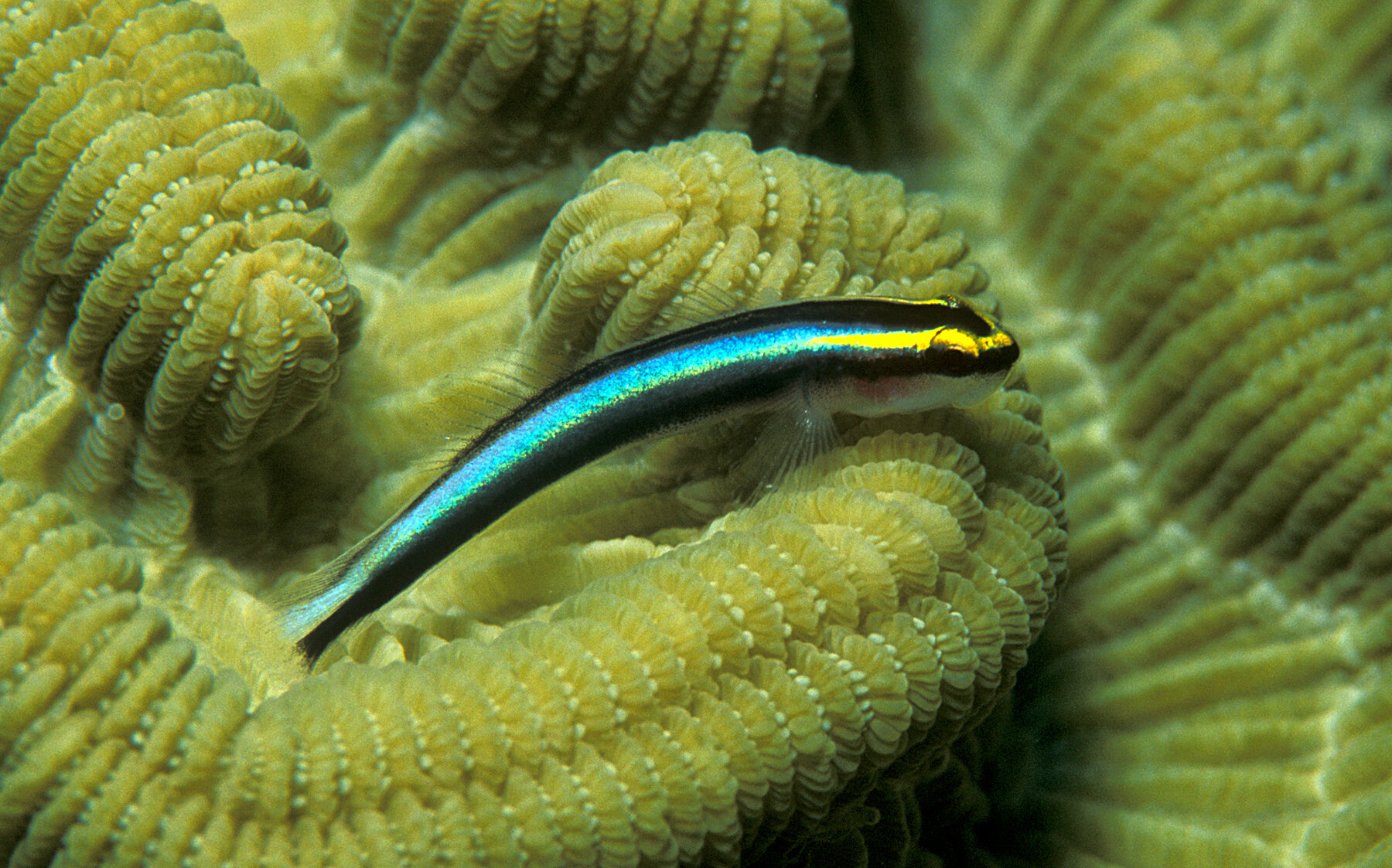 Sharknose Goby on Brain Coral/ Laszlo Iyles