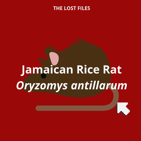 Jamaican Rice Rat
