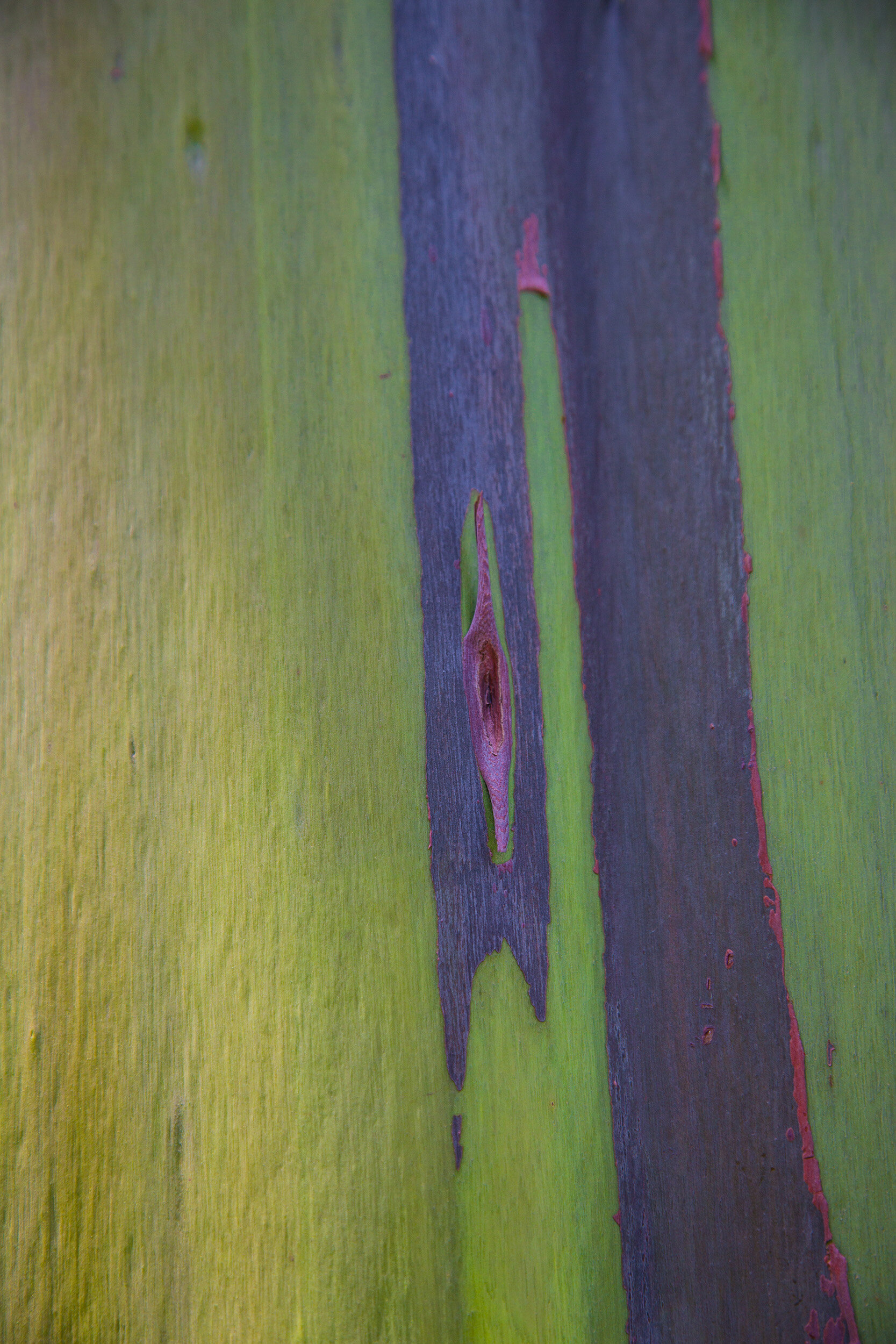 Painted Eucalyptus 7