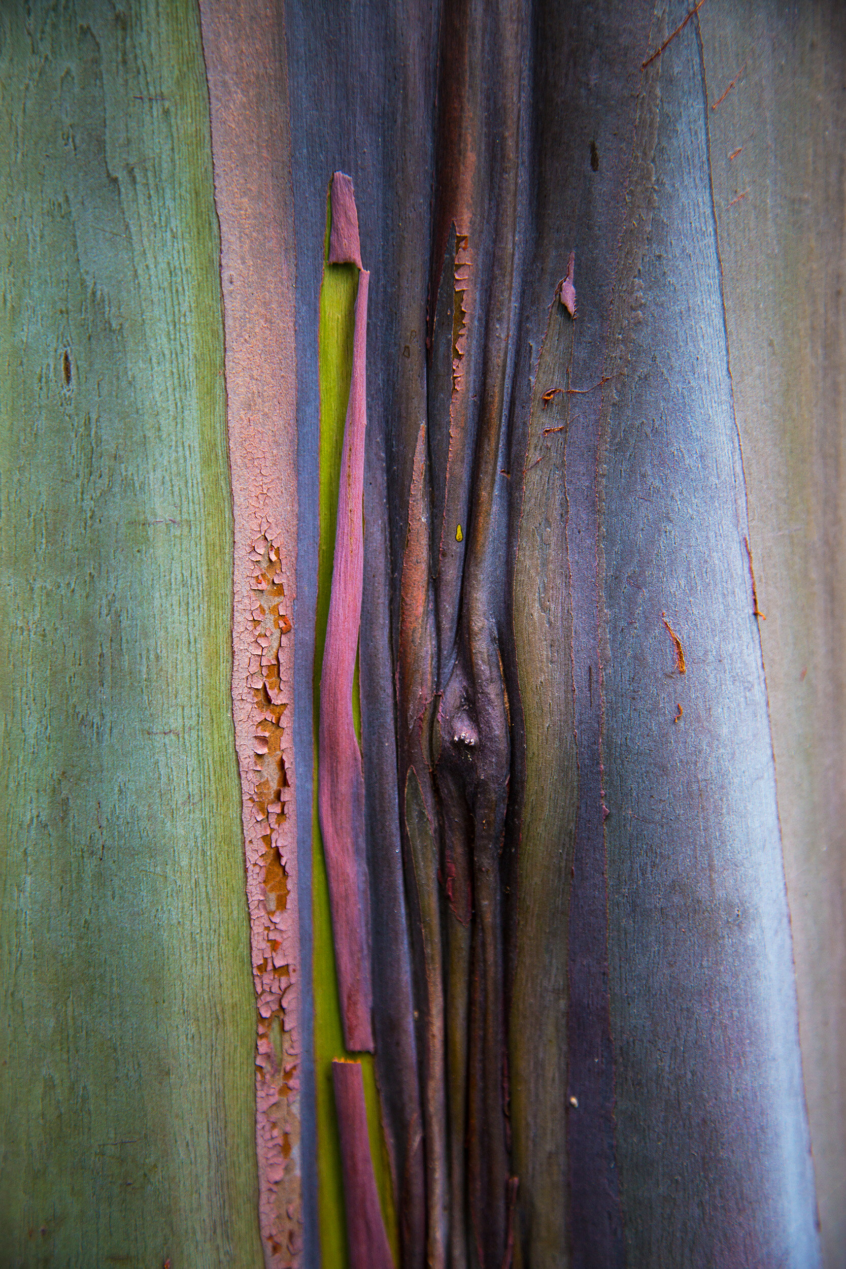 Painted Eucalyptus 18