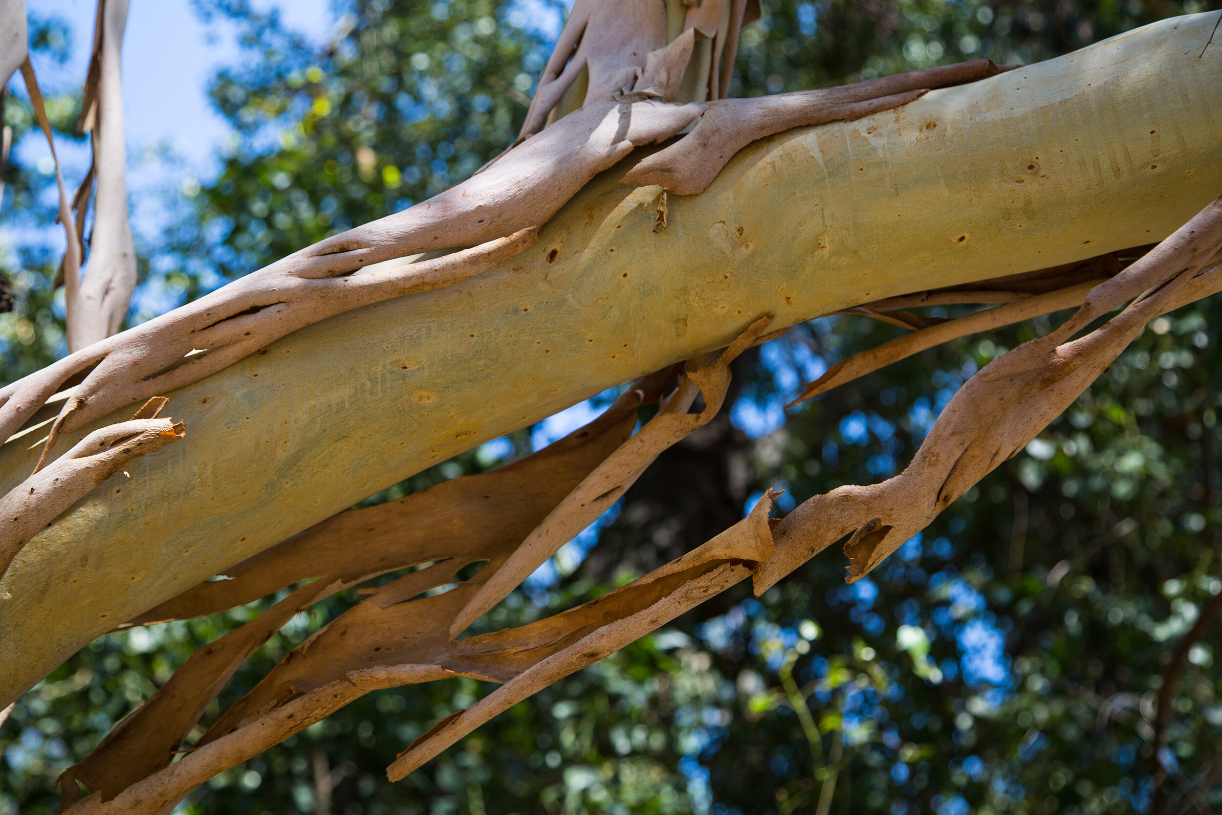 Eucalyptus grandis- Rose Gum 1