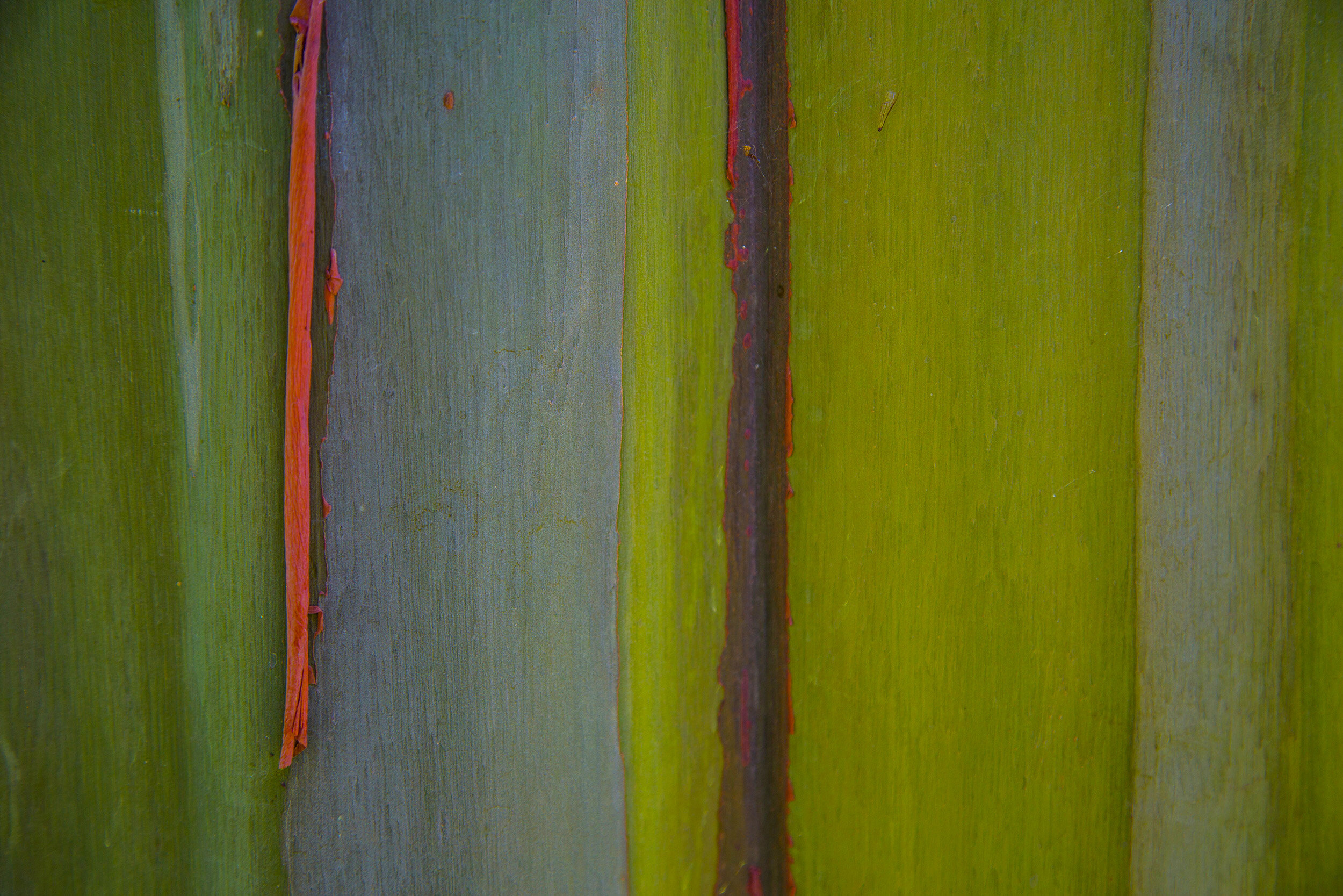 Painted Eucalyptus 22