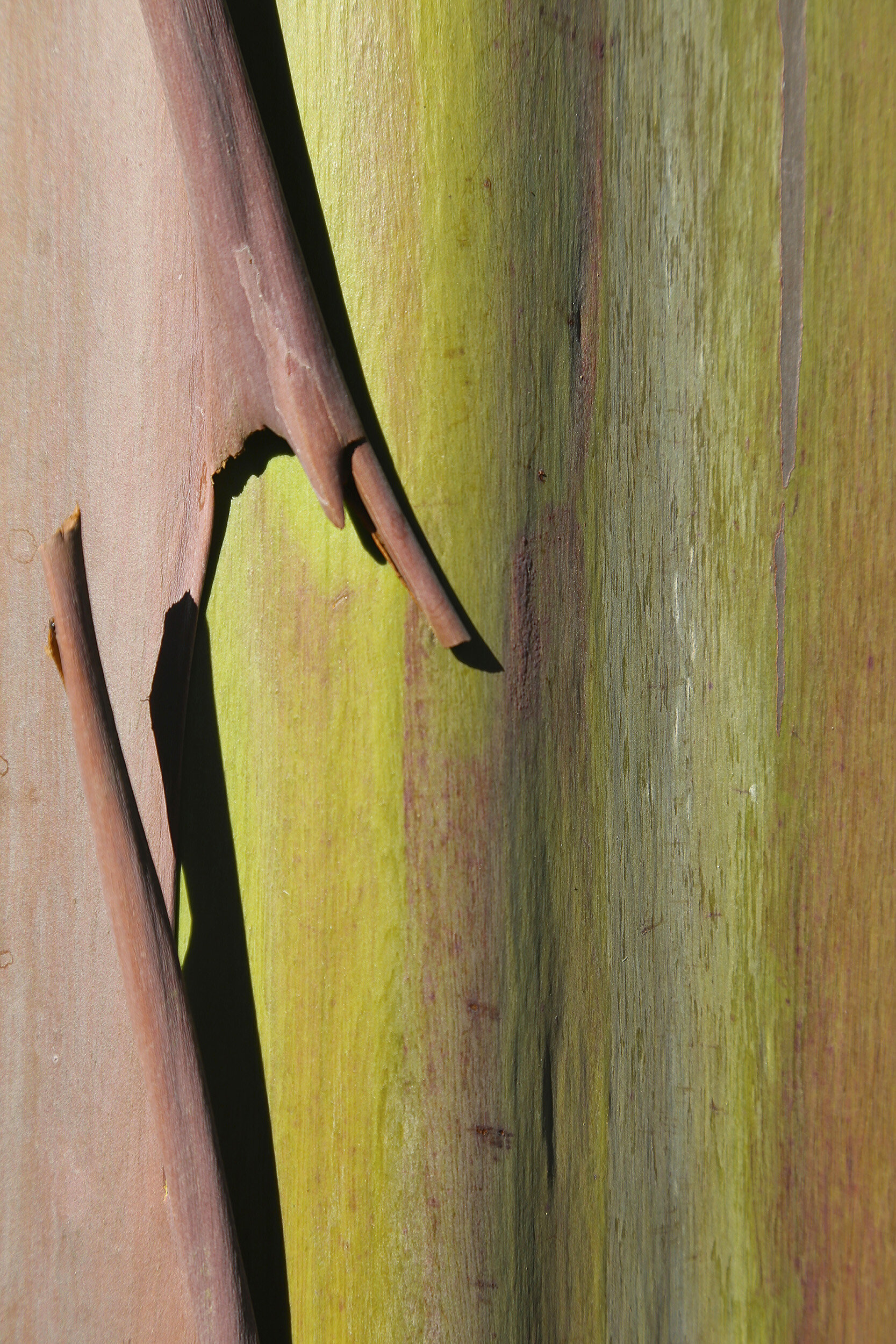 Painted Eucalyptus 4