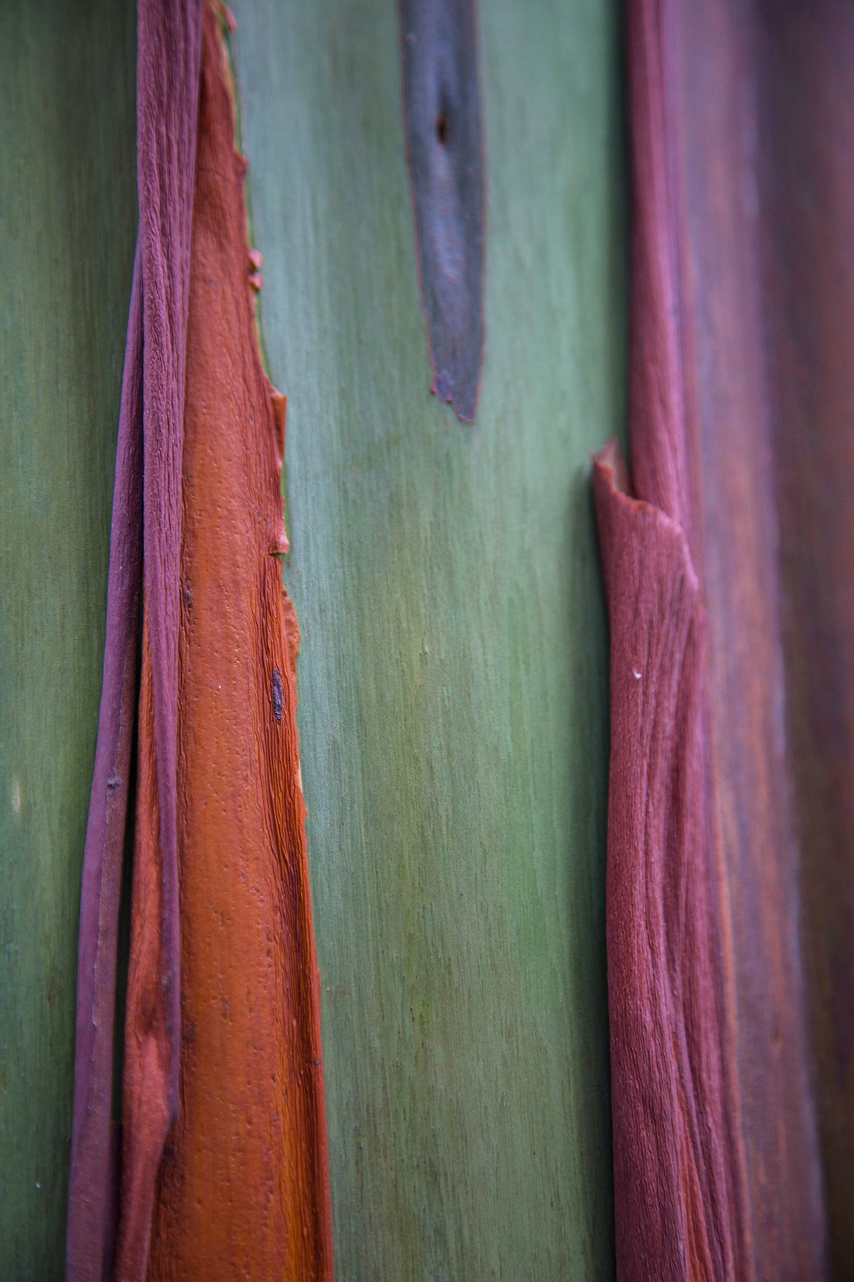 Painted Eucalyptus 3