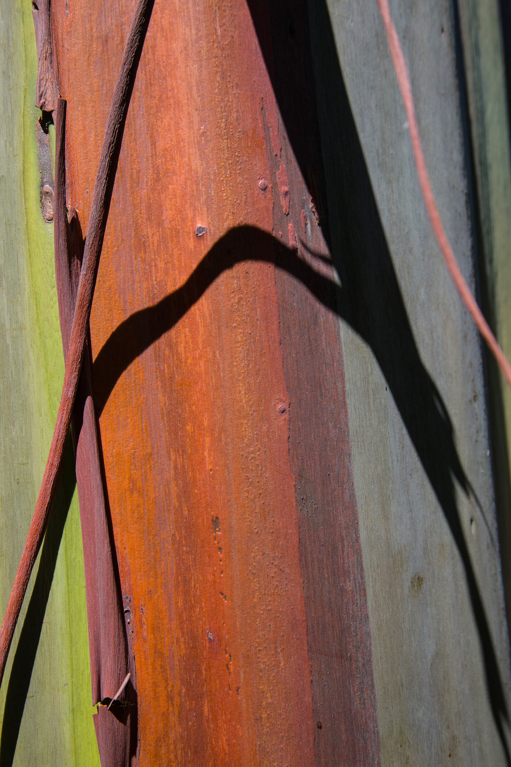 Painted Eucalyptus 12