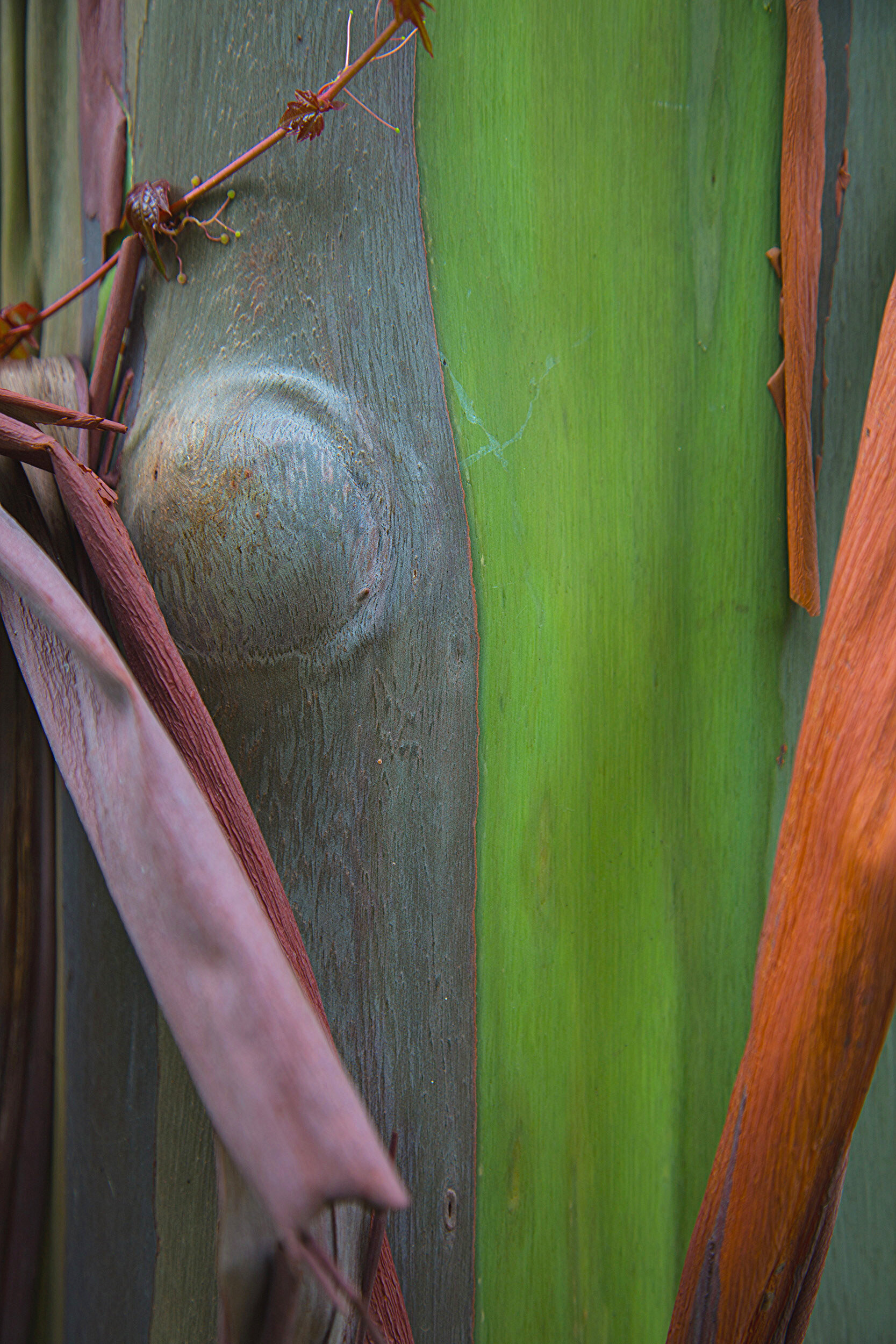 Painted Eucalyptus 13