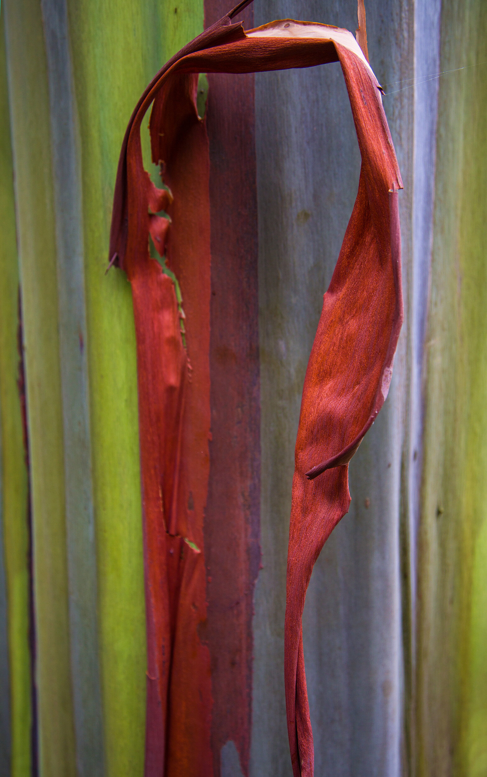 Painted Eucalyptus 11