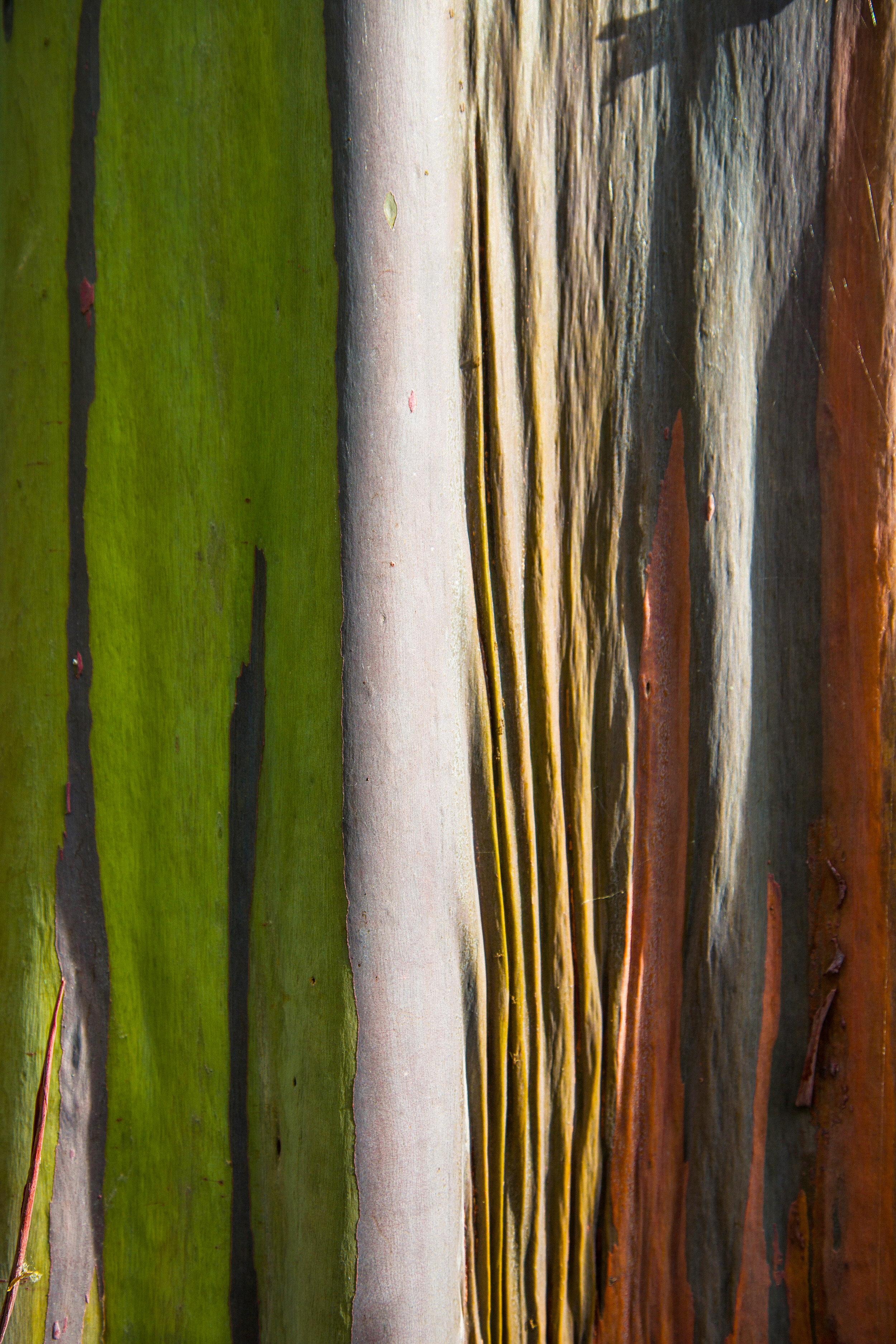 Painted Eucalyptus 20