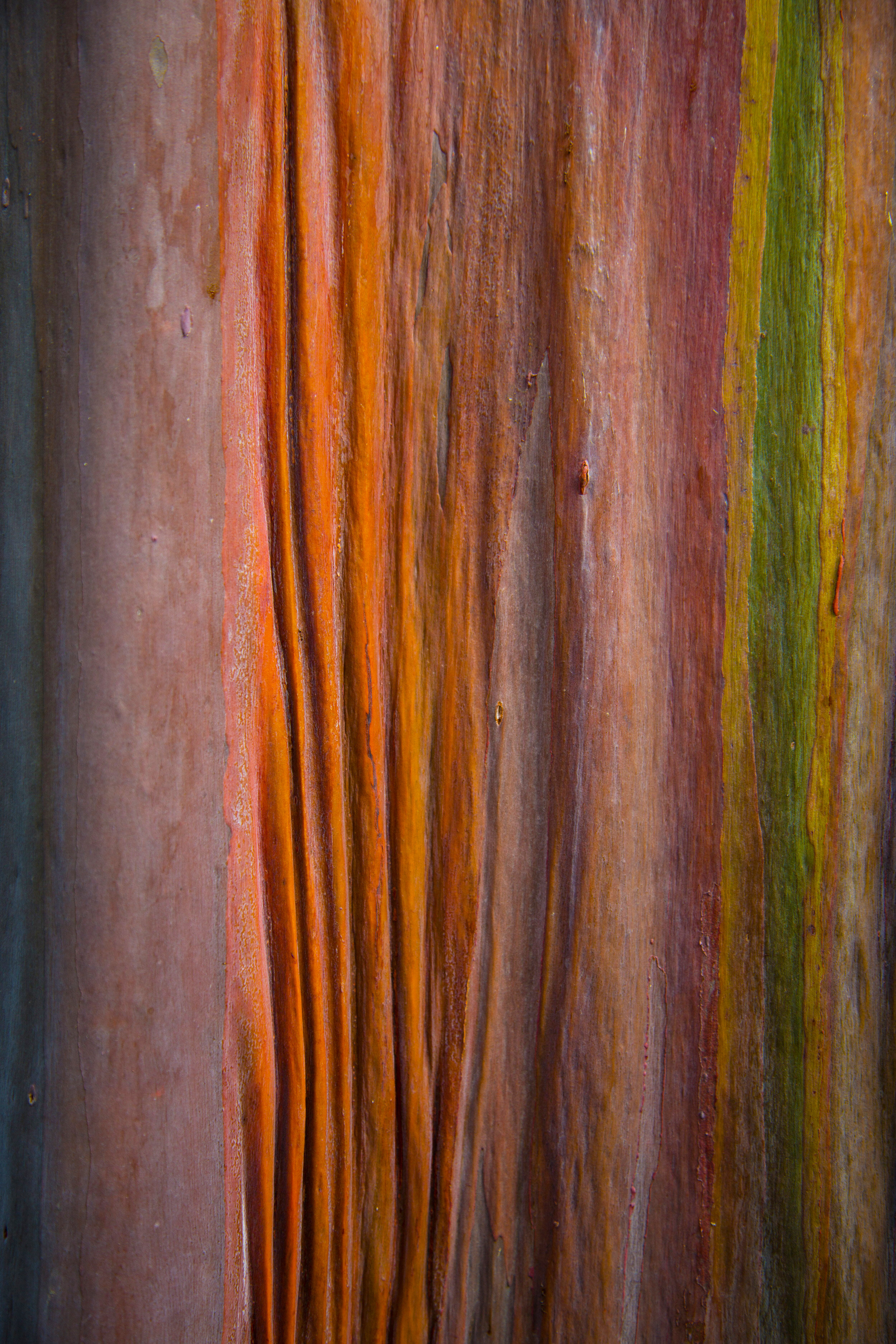 Painted Eucalyptus 19