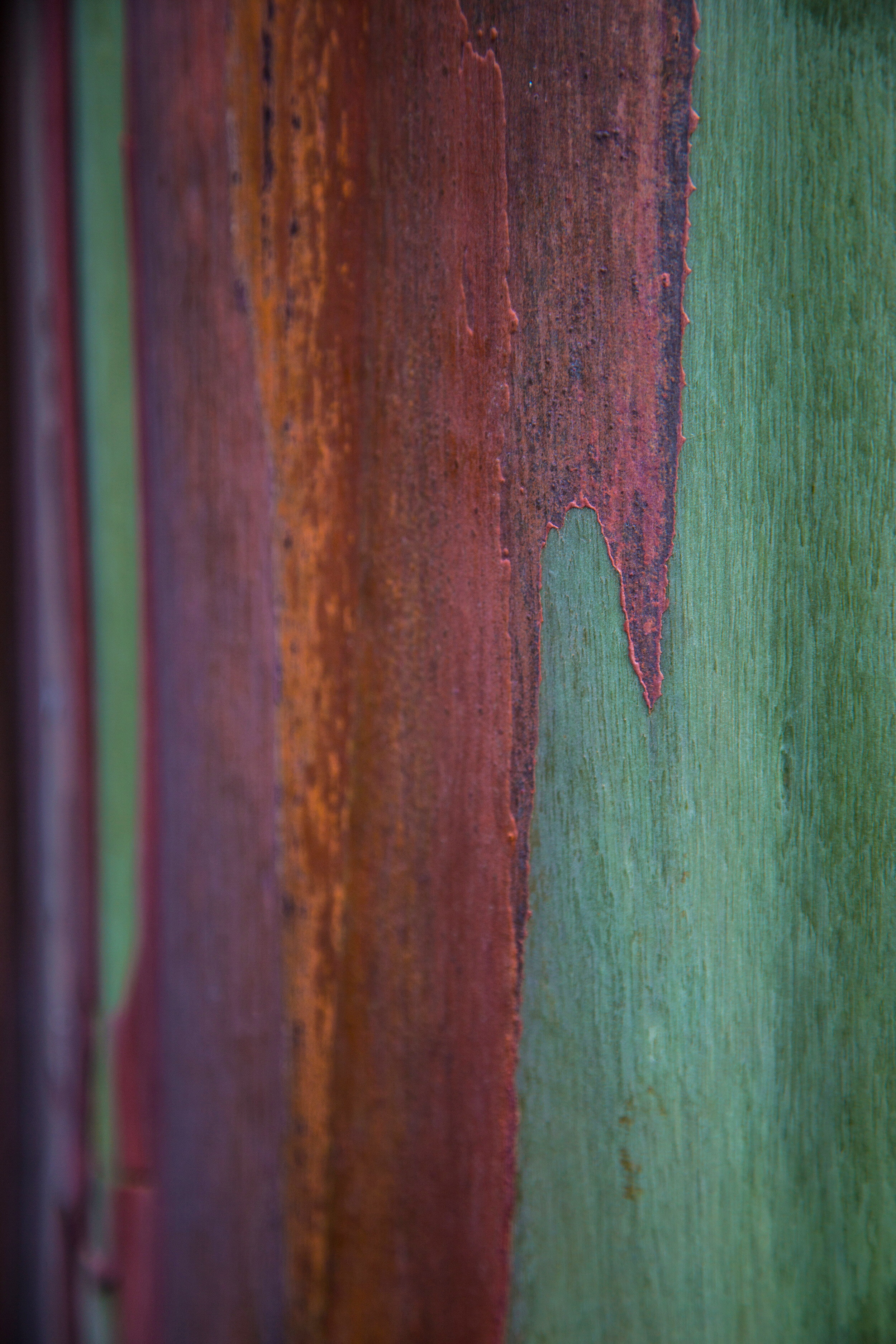 Painted Eucalyptus 21