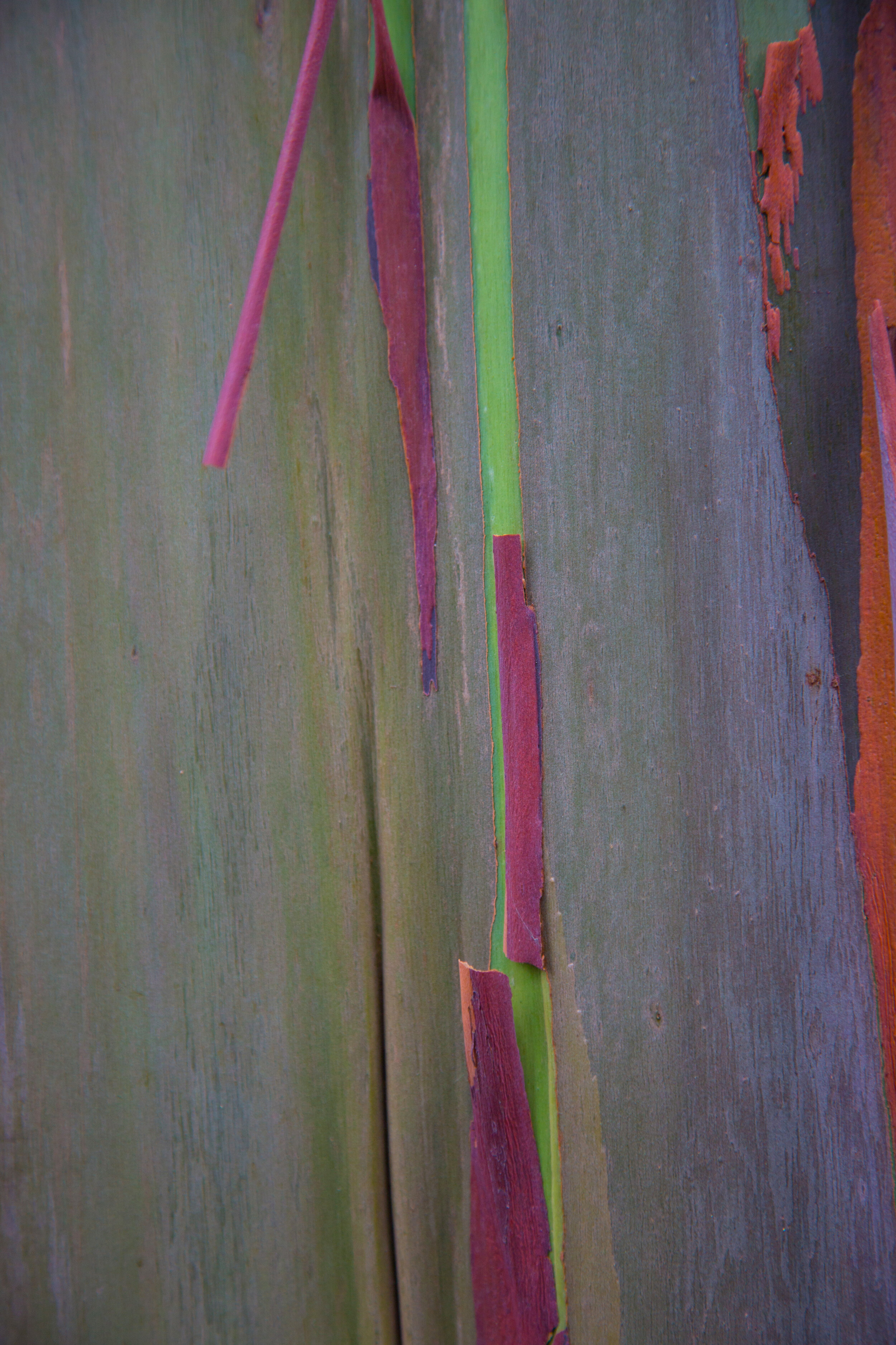 Painted Eucalyptus 16