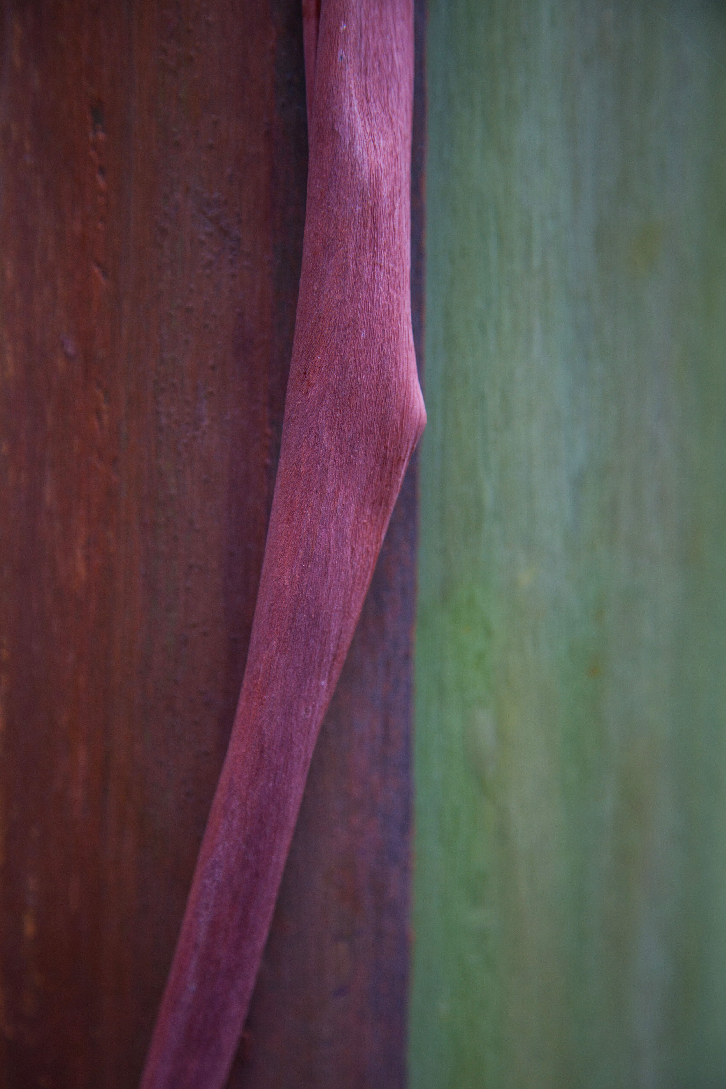 Painted Eucalyptus 1
