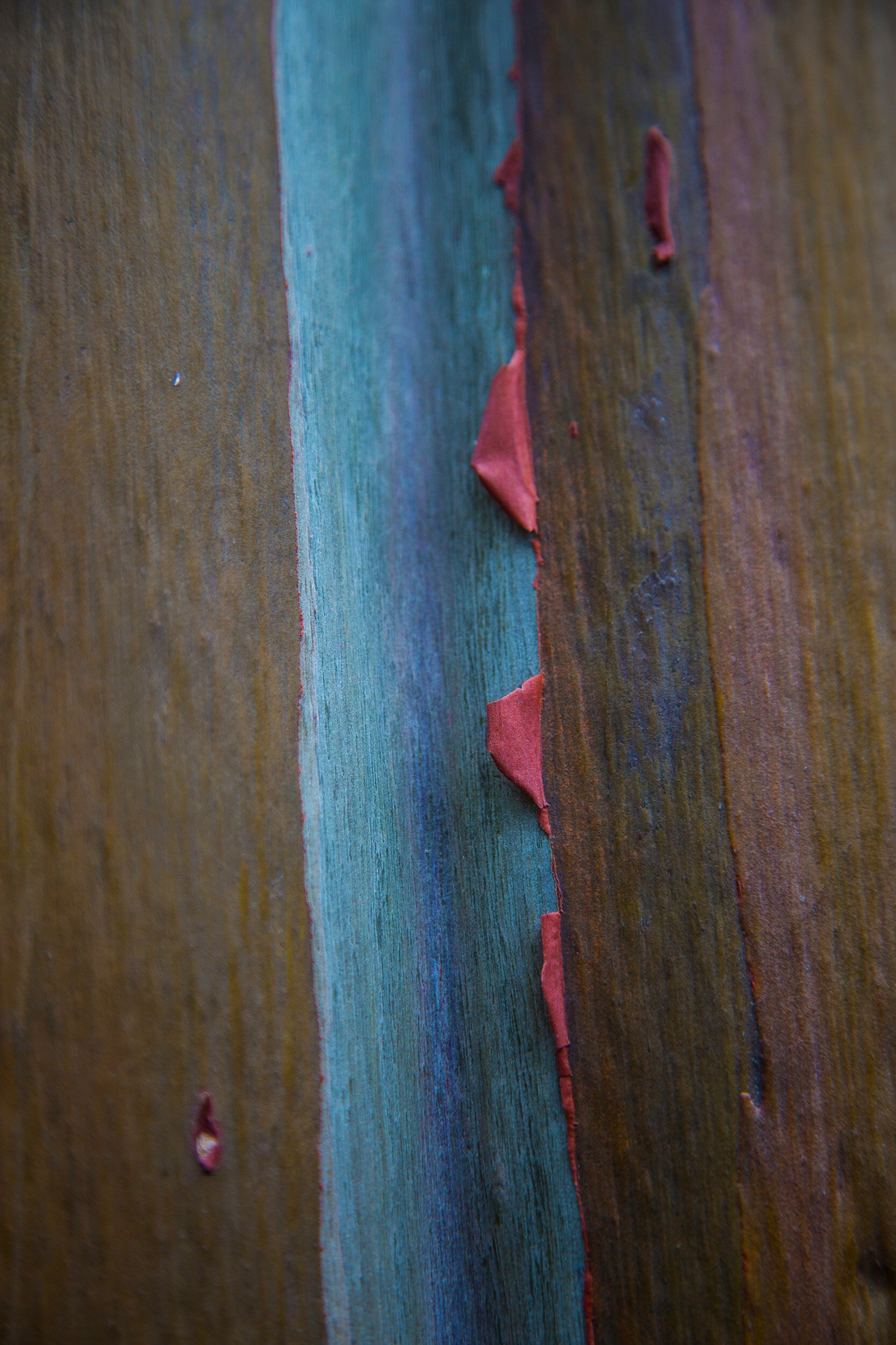 Painted Eucalyptus 2